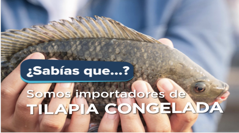 Tilapia